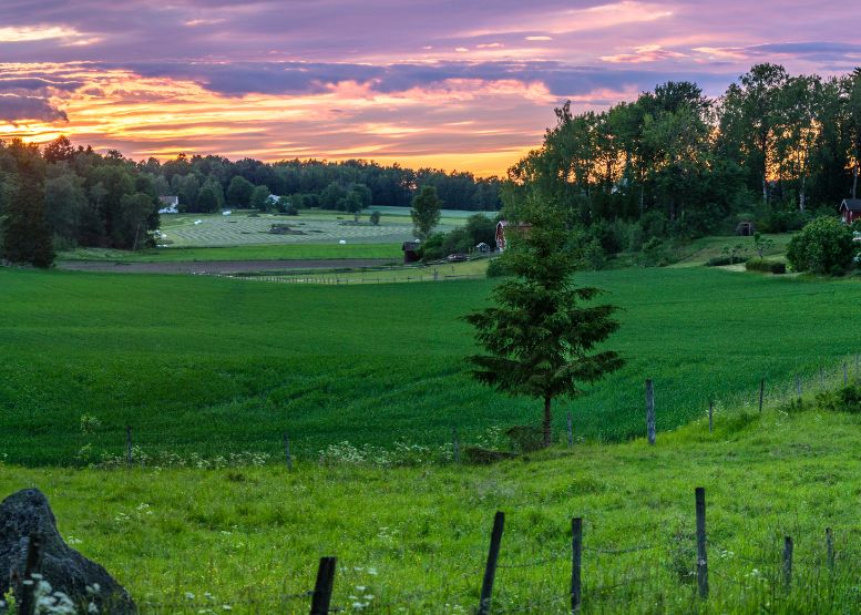 Litha de Zomerzonnewende