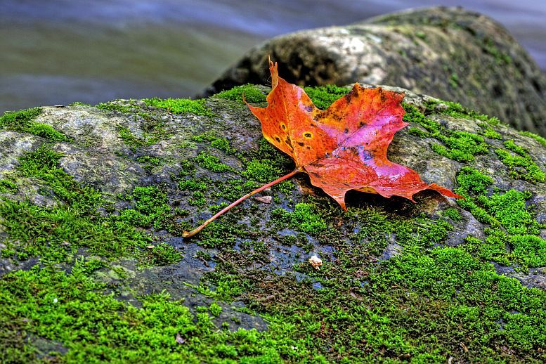 herfstblad
