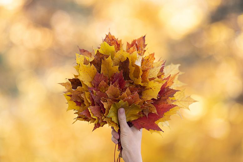 herfstbladeren