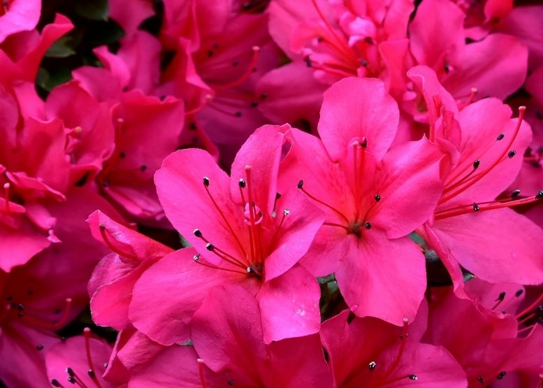 roze bloemen