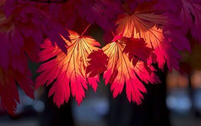 Energie en Vreugde in de Herfst